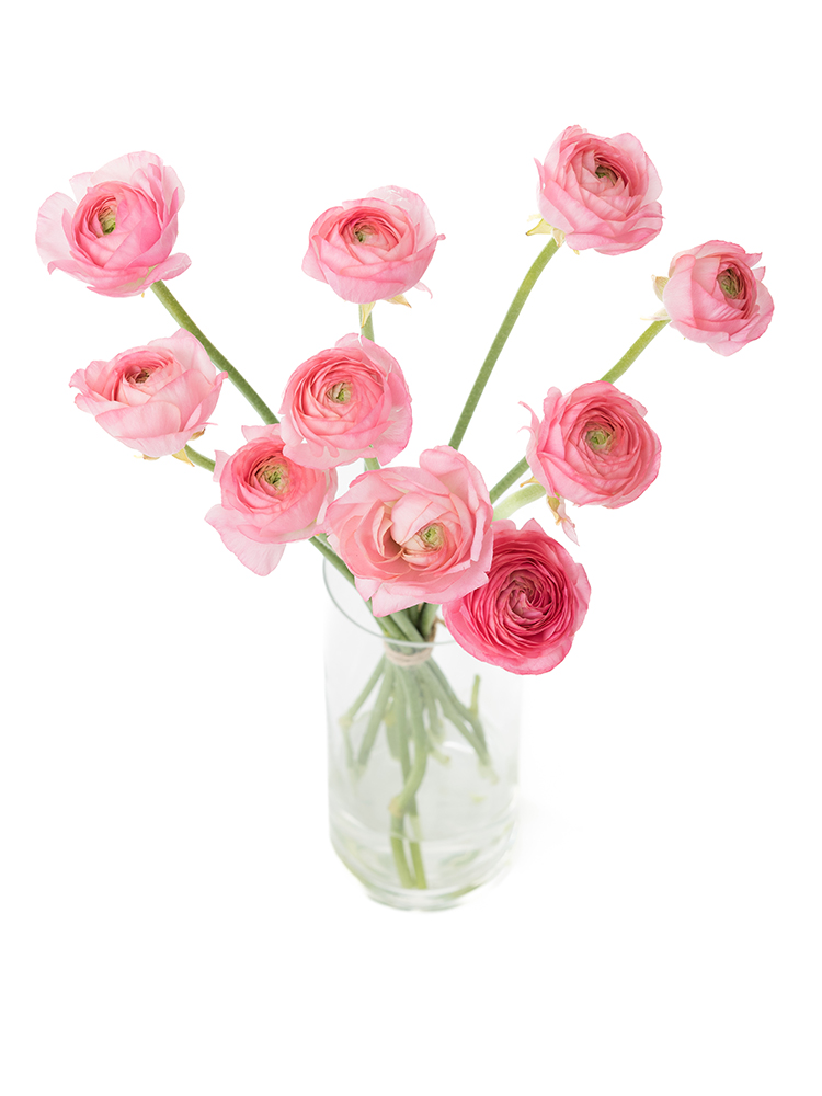 【生花】ラナンキュラス 竜宮さんごの全体写真のアップ