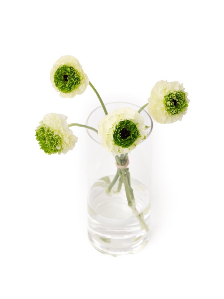 【生花】ラナンキュラス ホワイトヴェールの全体写真のアップ