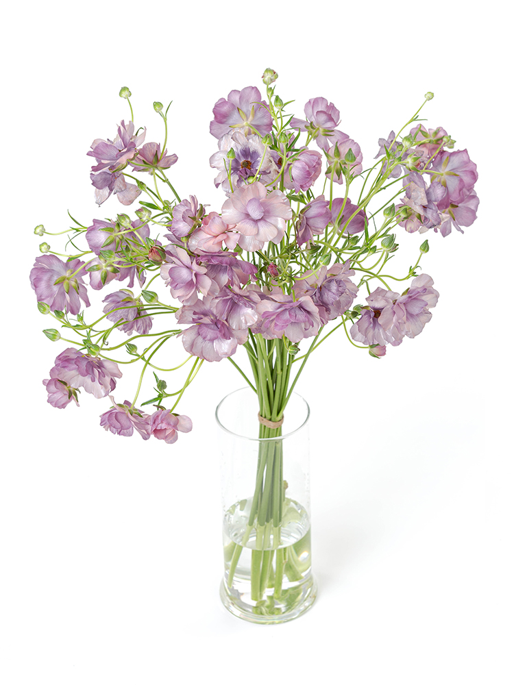 生花】ラナンキュラス(ラックス)薄紫 品種おまかせ【50cm/福島県