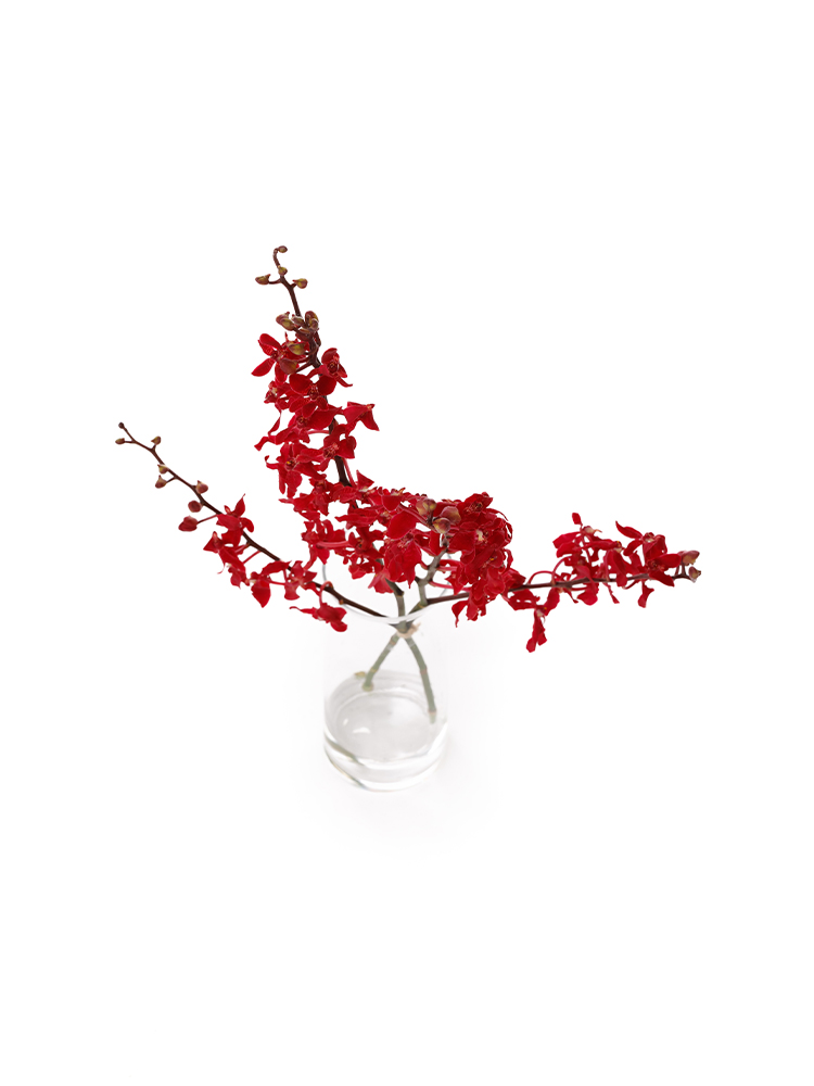 【生花】レナンセラ バンコクビューティレッドの全体写真のアップ