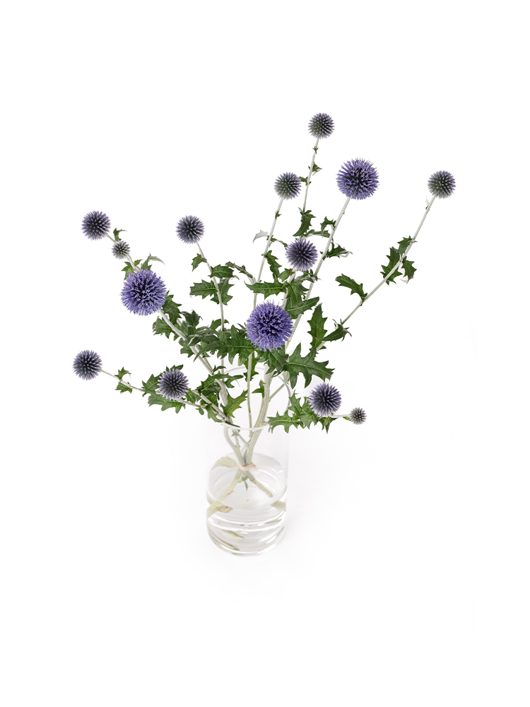 【生花】ルリタマアザミ ベッチーズブルーの全体写真のアップ