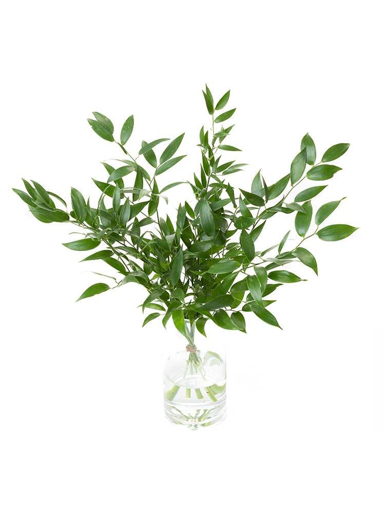 【生花】ルスカス イタリアンルスカスの全体写真のアップ