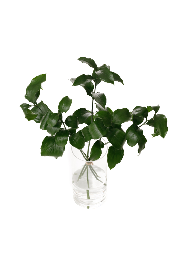 【生花】ルスカス ルスカススパイダーの全体写真のアップ