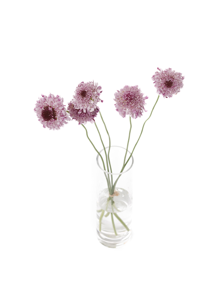 【生花】スカビオサ 碧の全体写真のアップ