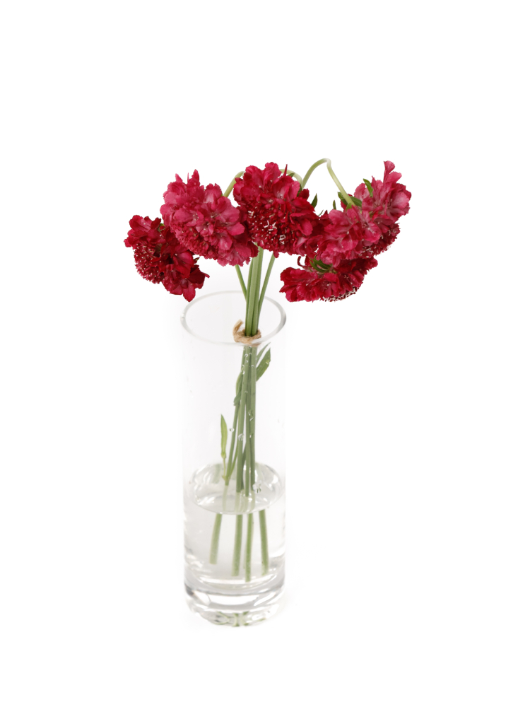 【生花】スカビオサ アップルの全体写真のアップ