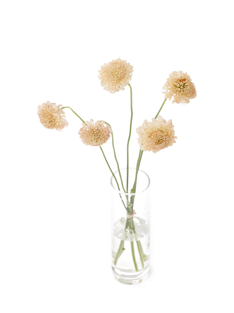 【生花】スカビオサ アプリコットの全体写真のアップ