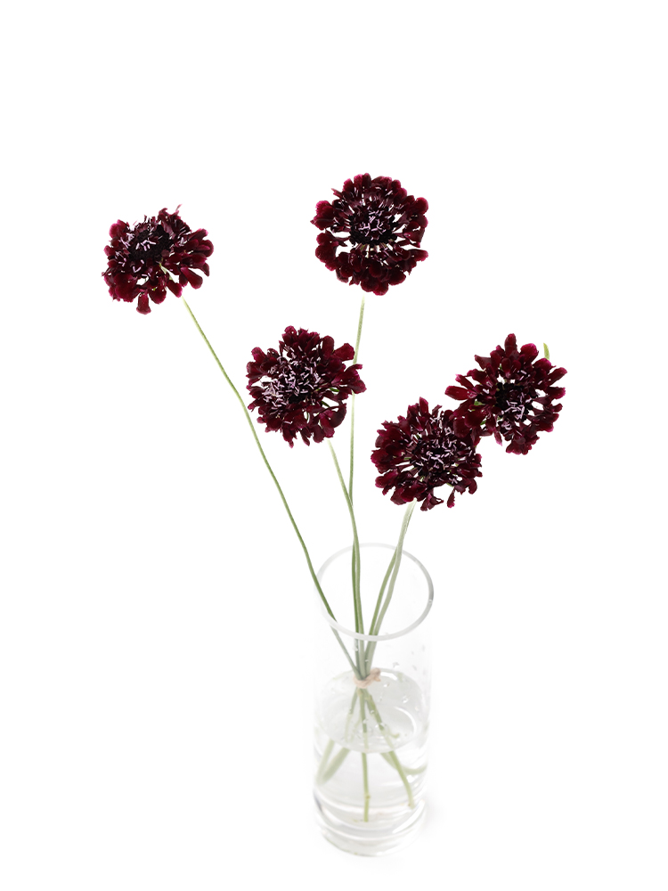 【生花】スカビオサ ブラックナイトの全体写真のアップ