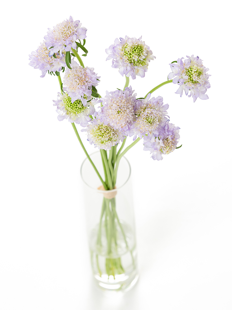 【生花】スカビオサ ラベンダースクープの全体写真のアップ