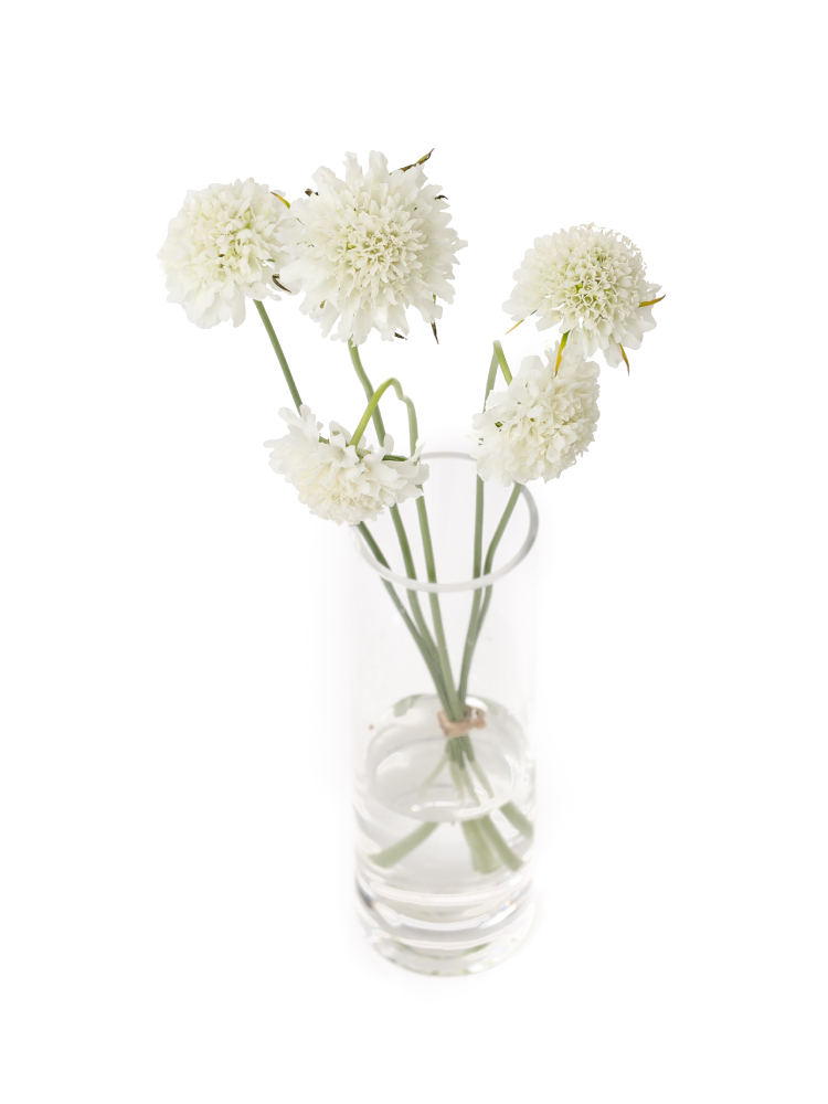 【生花】スカビオサ(白) 品種おまかせの全体写真のアップ