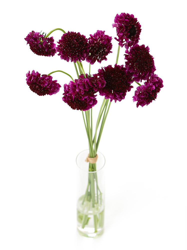 【生花】スカビオサ レッドベルベットスクープの全体写真のアップ