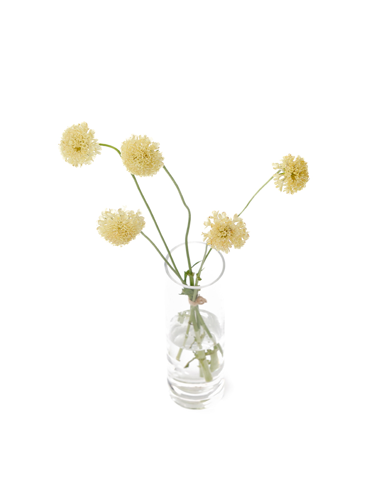 【生花】スカビオサ イエロームーンの全体写真のアップ