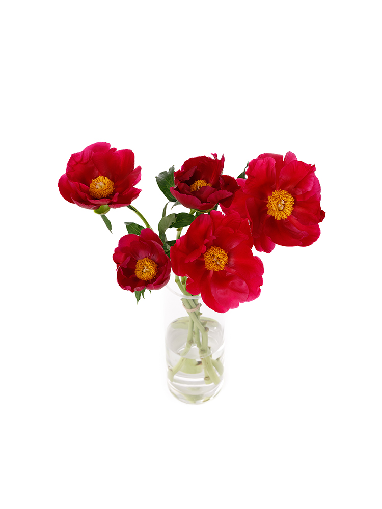 【生花】芍薬 アメリカの全体写真のアップ