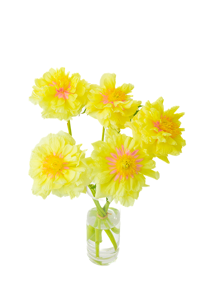 【生花】シャクヤク バードゼラの全体写真のアップ