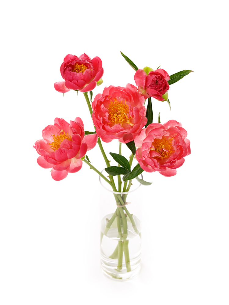 【生花】芍薬 コーラルチャームの全体写真のアップ