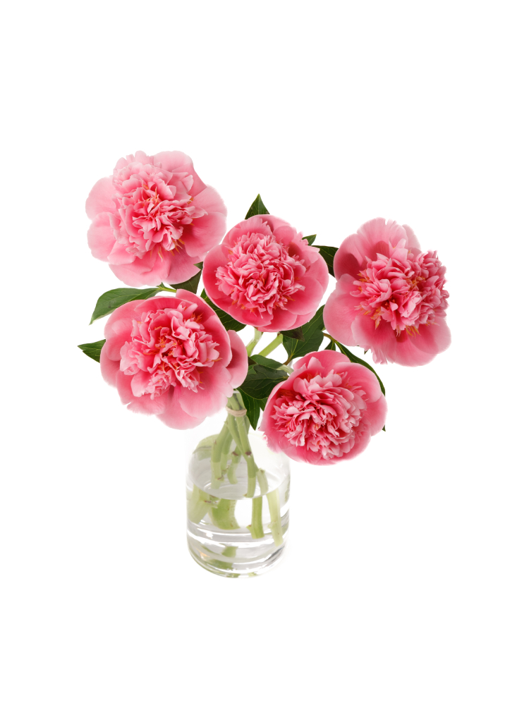 【生花】芍薬 エッチドサーモンの全体写真のアップ