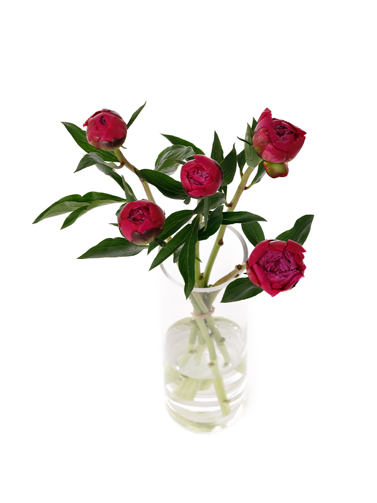 【生花】芍薬 小島の輝の全体写真のアップ