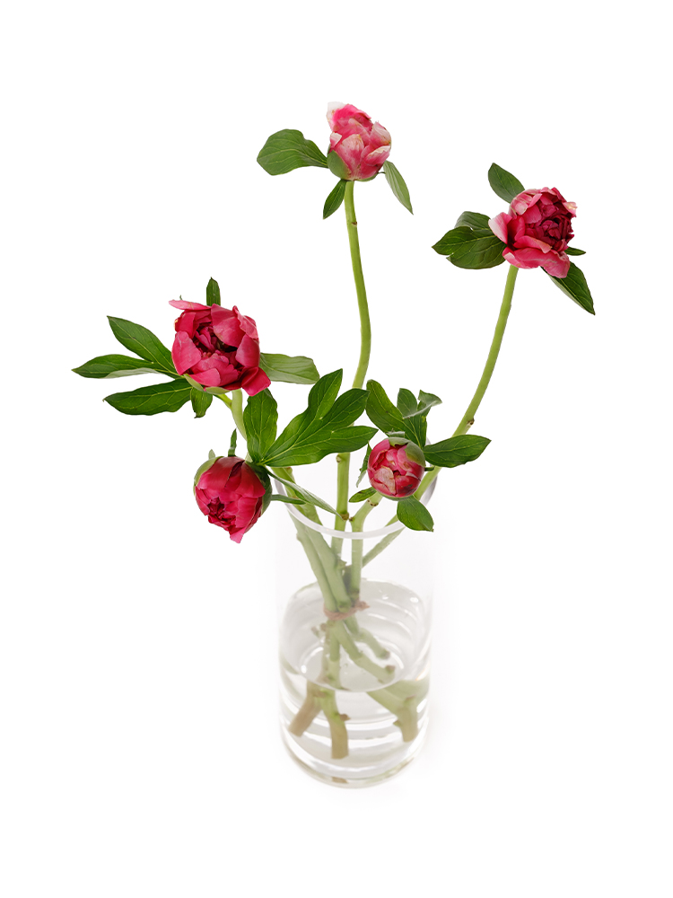 【生花】芍薬 メアリージョーリガーの全体写真のアップ