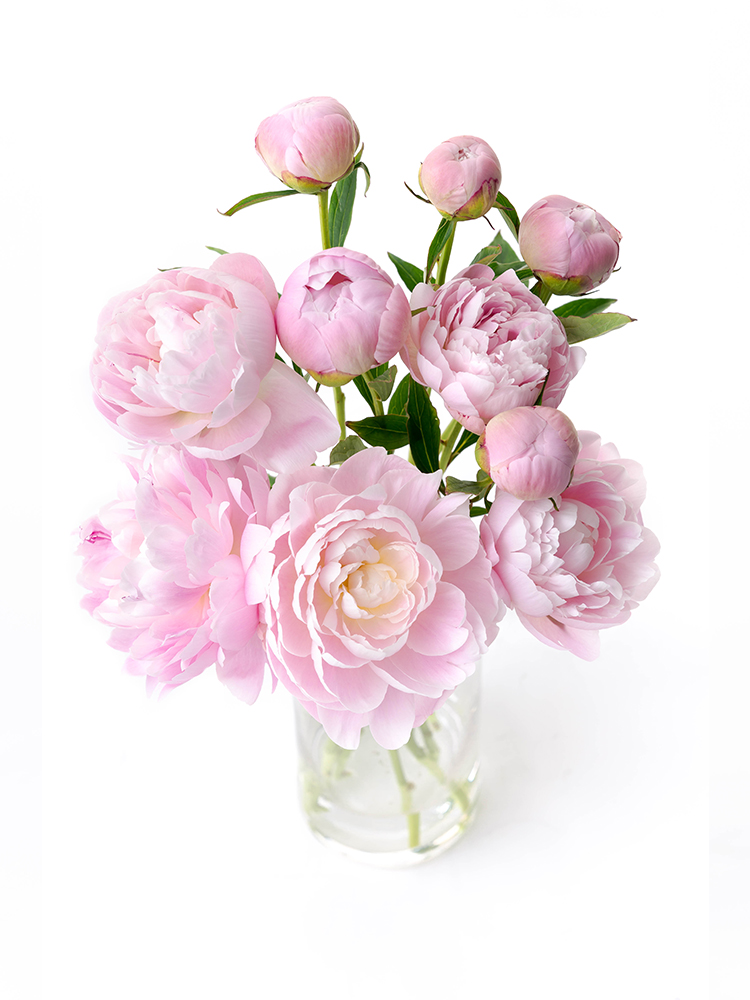 【生花】シャクヤク 品種おまかせ(薄ピンク)の全体写真のアップ