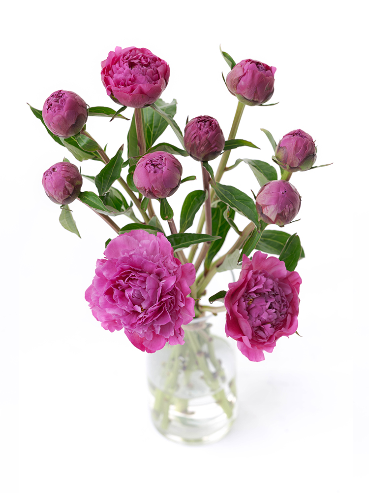 【入荷花材】芍薬(濃ピンク) 品種おまかせ　※花サイズ小の全体写真のアップ