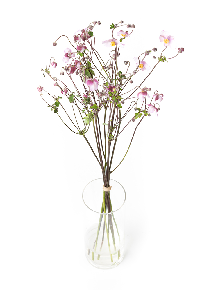 【生花】秋明菊 品種おまかせ(ピンク)の全体写真のアップ