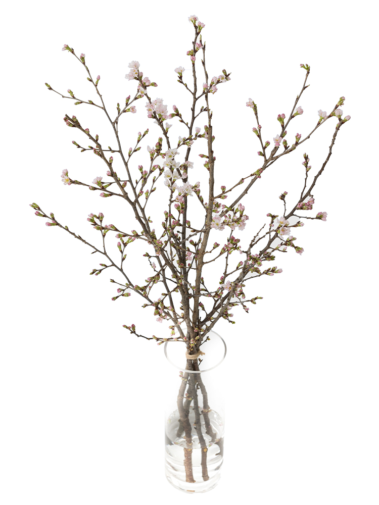 【生花】サクラ 品種おまかせの全体写真のアップ