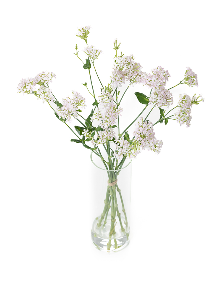 【生花】シレネ サクラコマチの全体写真のアップ