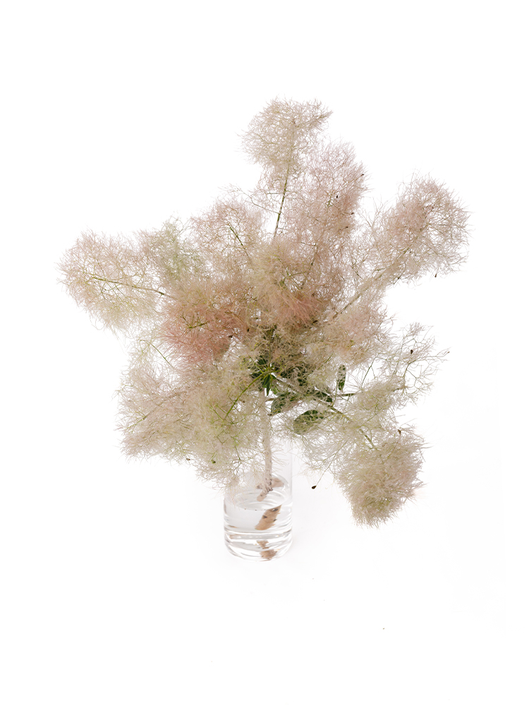 【生花】スモークツリー(赤) 品種おまかせの全体写真のアップ