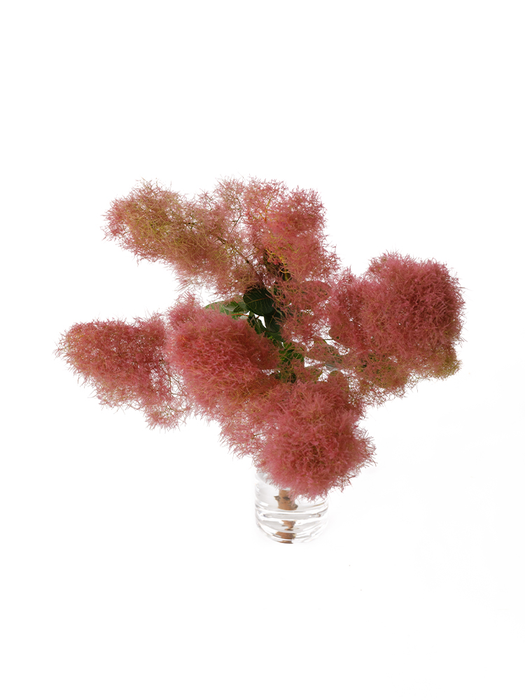 【生花】スモークツリー　ルビーファーの全体写真のアップ