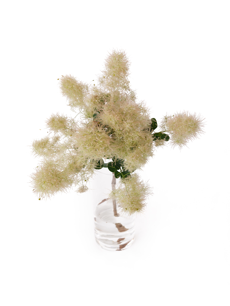 【生花】スモークツリー　ホワイトファーの全体写真のアップ