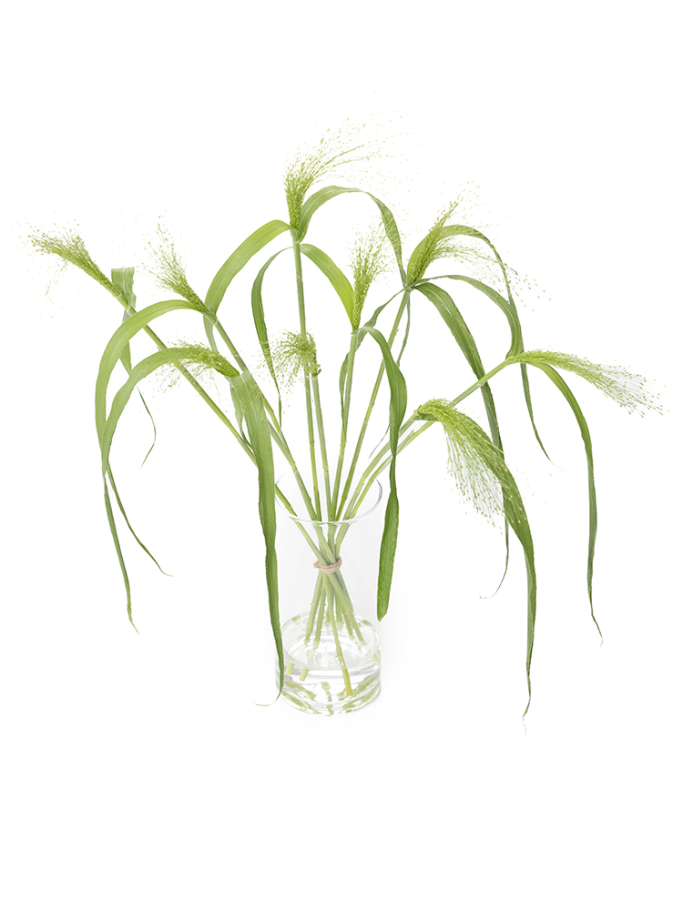 【生花】スモークグラス 品種おまかせ(緑)の全体写真のアップ