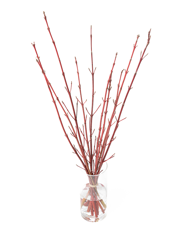 【生花】サンゴミズキ 品種おまかせ(赤)の全体写真のアップ