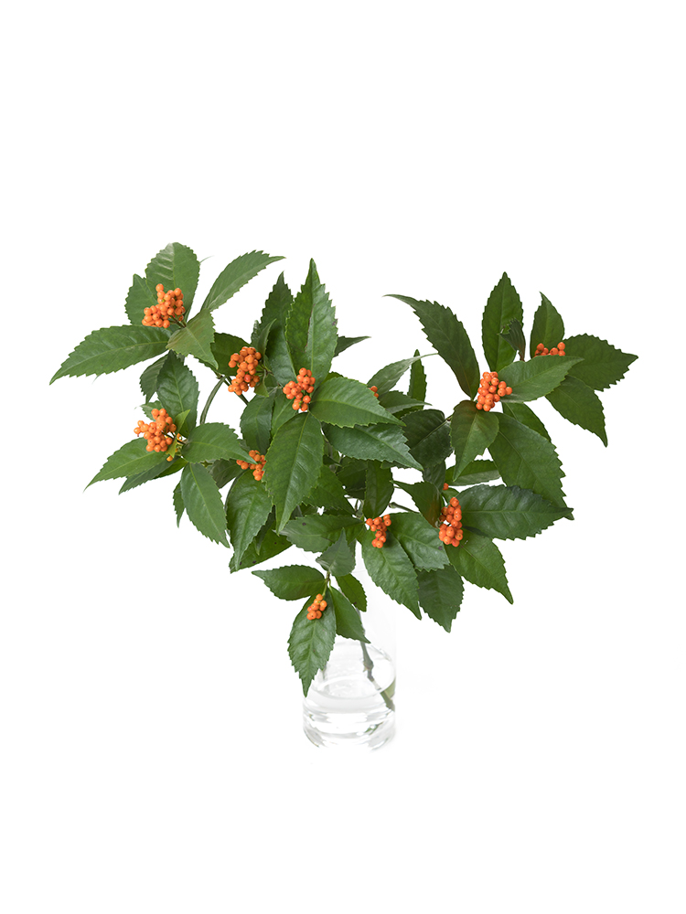 【生花】千両（オレンジ）　品種おまかせの全体写真のアップ