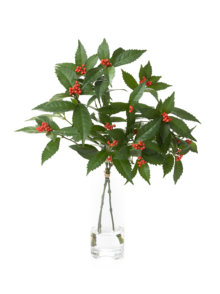 【生花】千両　3等の全体写真のアップ