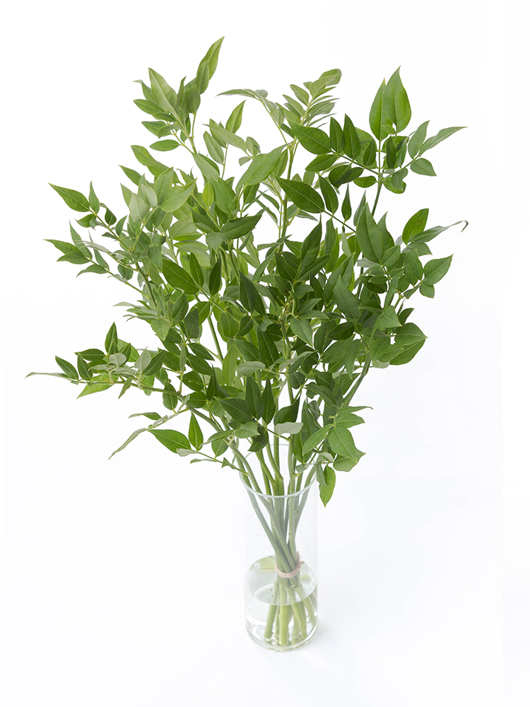 【生花】ソケイ 品種おまかせ(緑)の全体写真のアップ