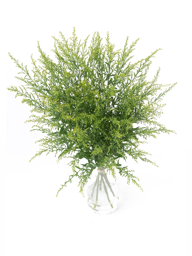 【入荷花材】ソリダコ　タラの全体写真のアップ