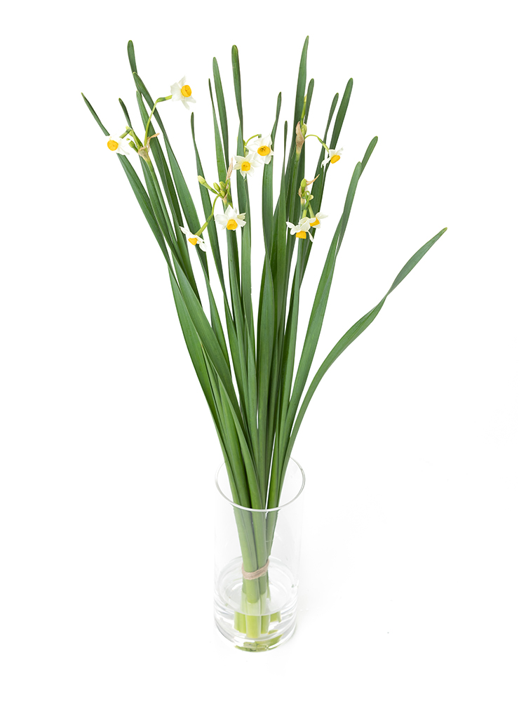 【生花】スイセン 日本水仙の全体写真のアップ