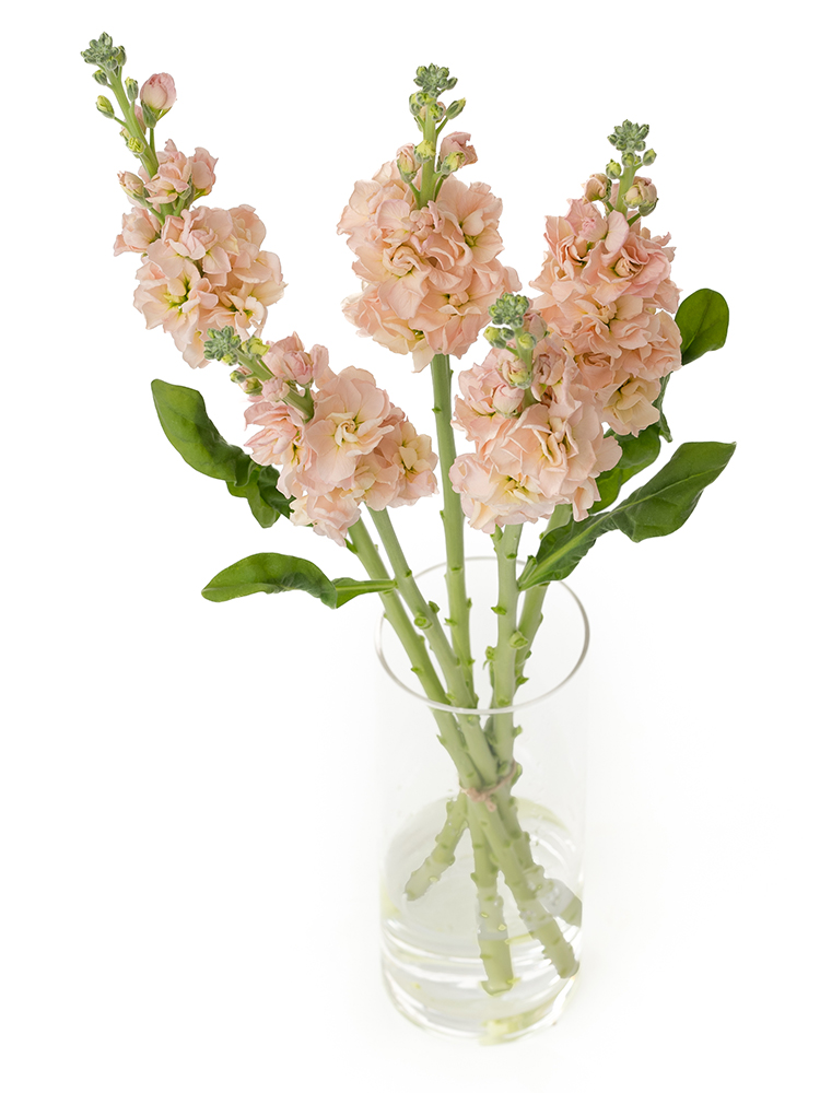 【生花】ストック アイアンアプリコットの全体写真のアップ