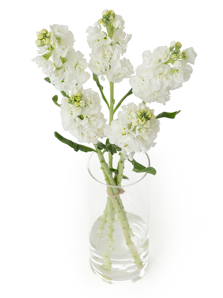 【生花】ストック アイアンホワイトの全体写真のアップ