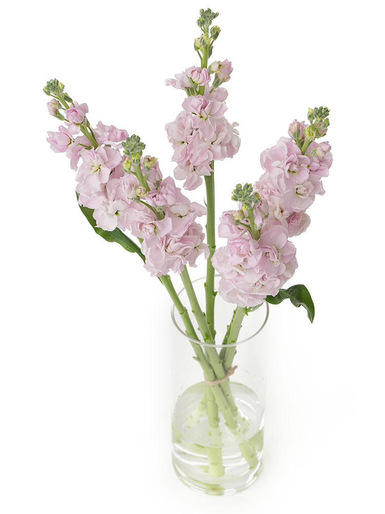 【生花】ストック アイアンチェリーの全体写真のアップ