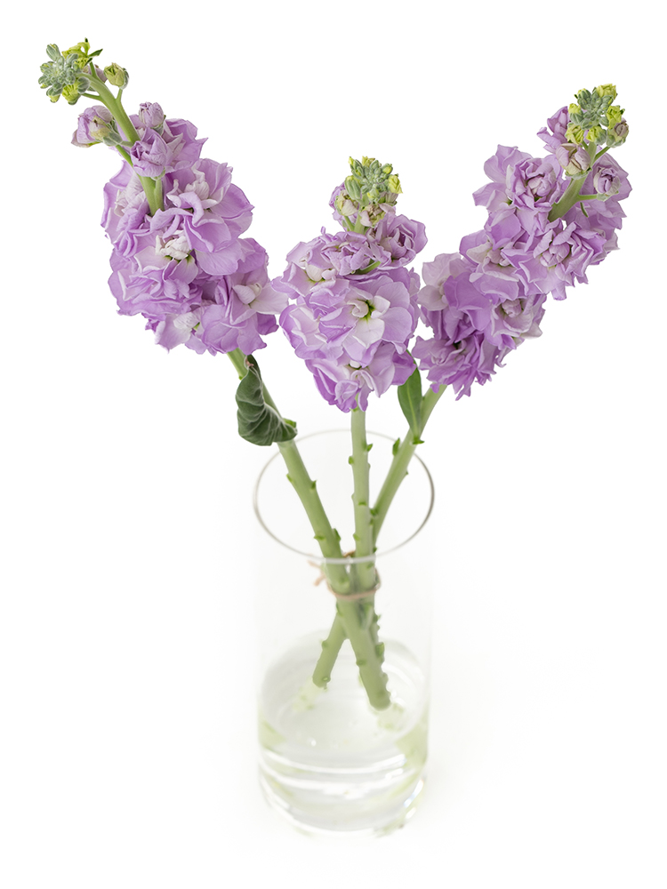 【生花】ストック アイアンマリンの全体写真のアップ