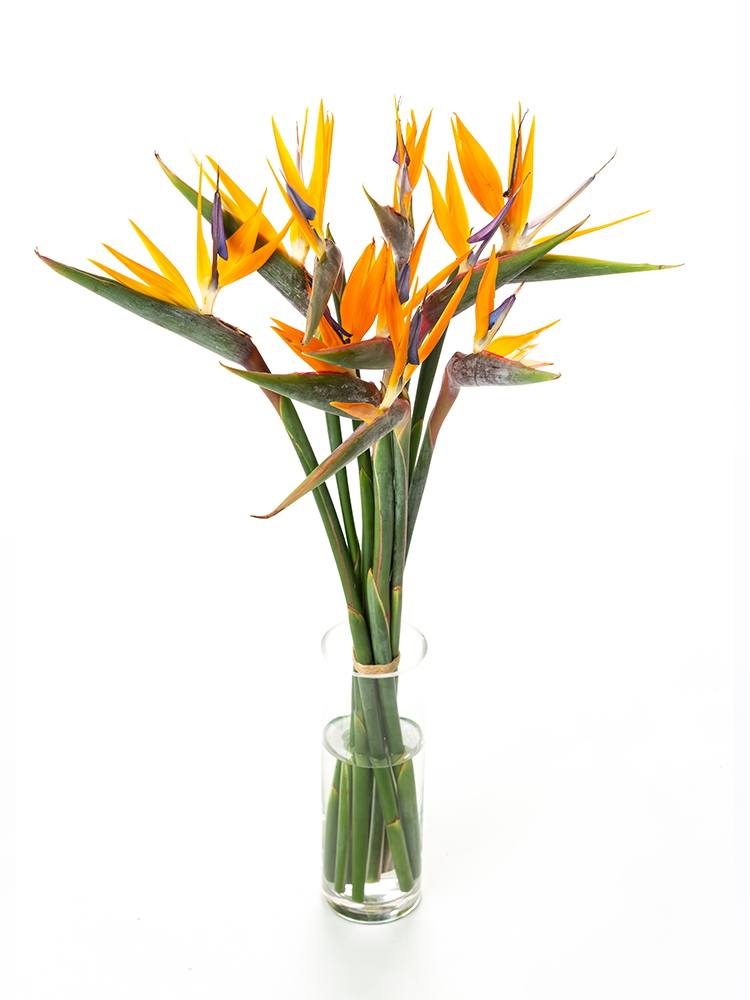 【生花】ストレリチア レギネの全体写真のアップ