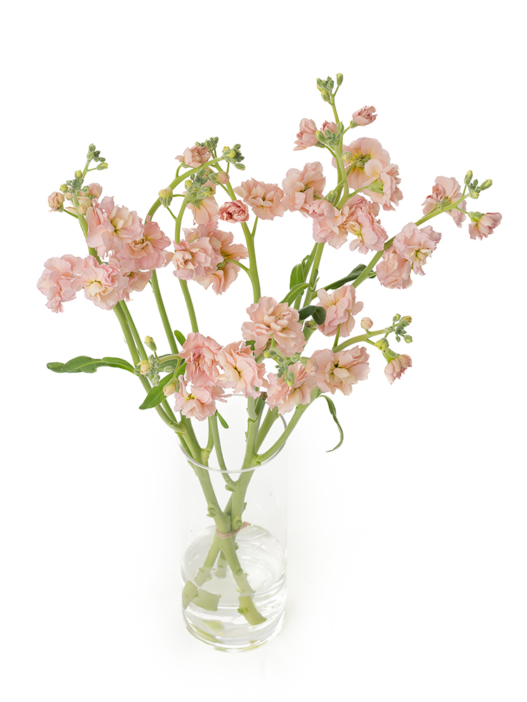 【生花】スプレーストック アプリコットカルテットの全体写真のアップ