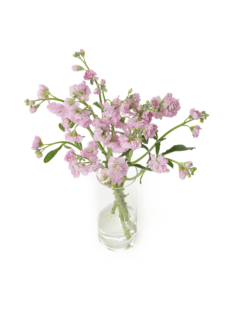 【生花】スプレーストック(薄ピンク) 品種おまかせの全体写真のアップ