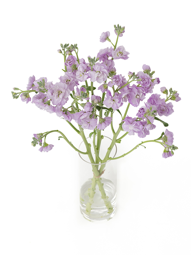 【生花】スプレーストック(薄紫) 品種おまかせの全体写真のアップ