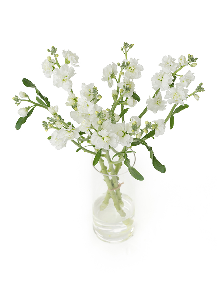 【生花】スプレーストック(白) 品種おまかせの全体写真のアップ