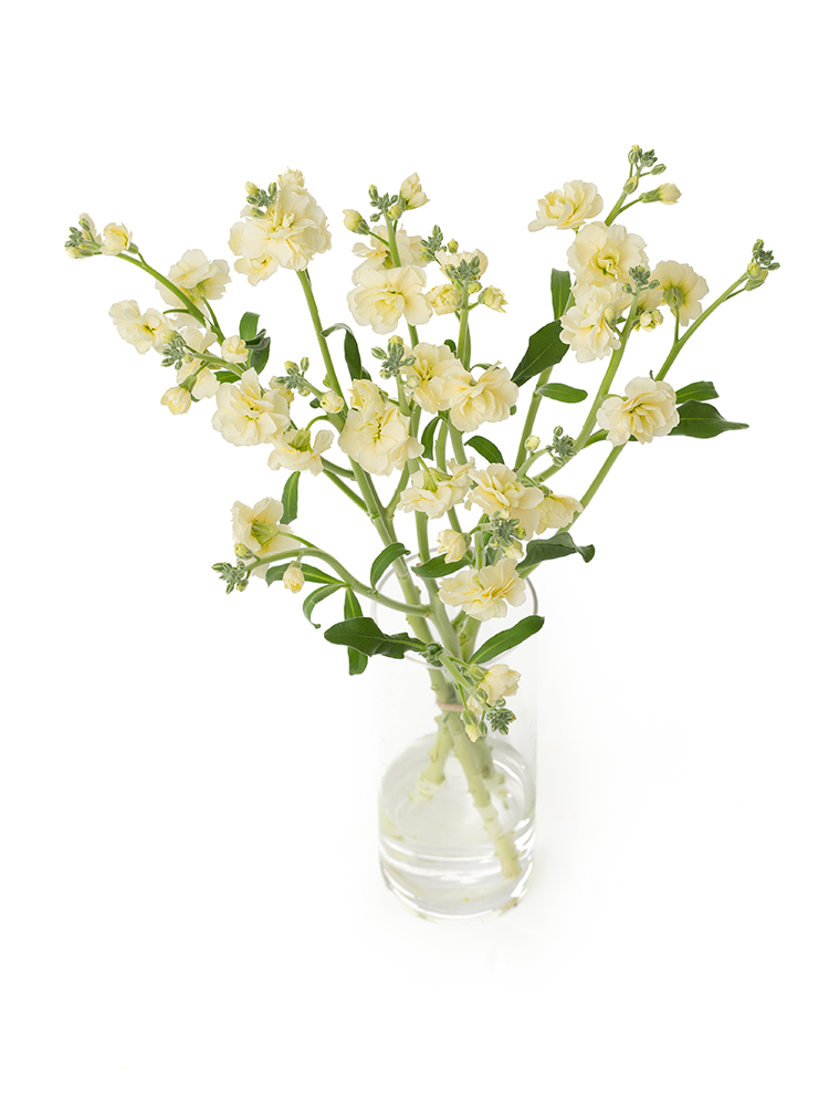 【翌日発送】スプレーストック　イエローカルテットの全体写真のアップ