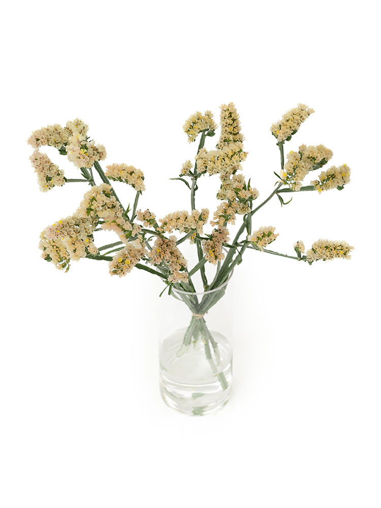 【生花】スターチス アプリコットエーゼの全体写真のアップ