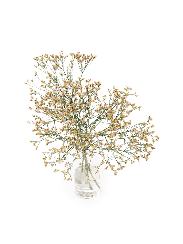 【生花】スターチス(ハイブリッド) 月山の全体写真のアップ