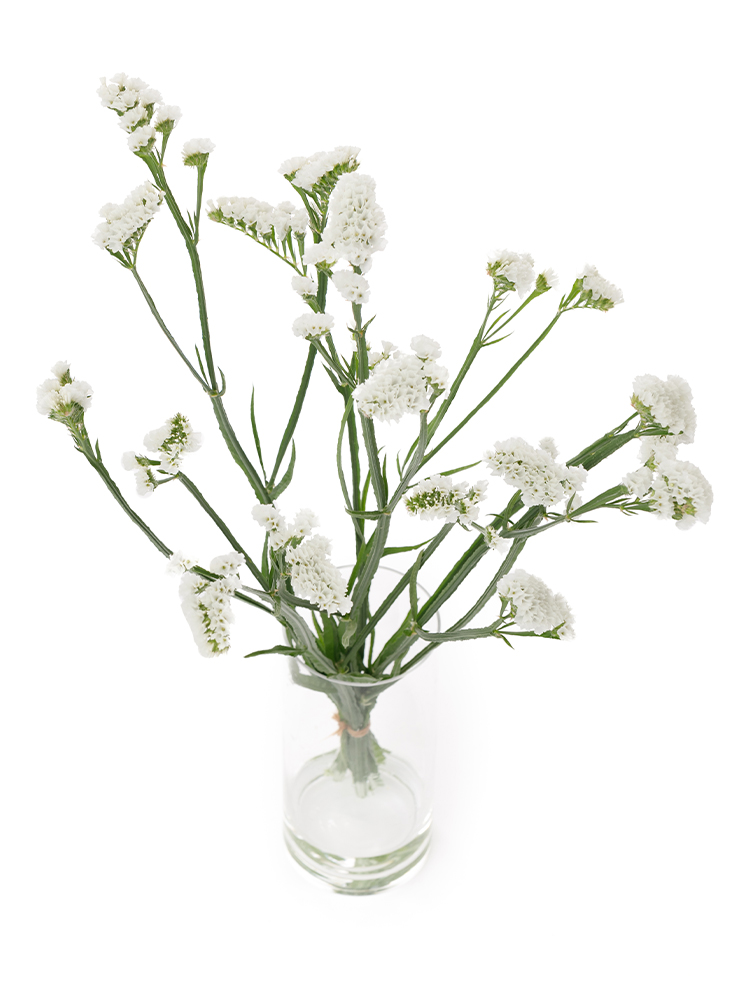 【生花】スターチス ジュエリーホワイトの全体写真のアップ