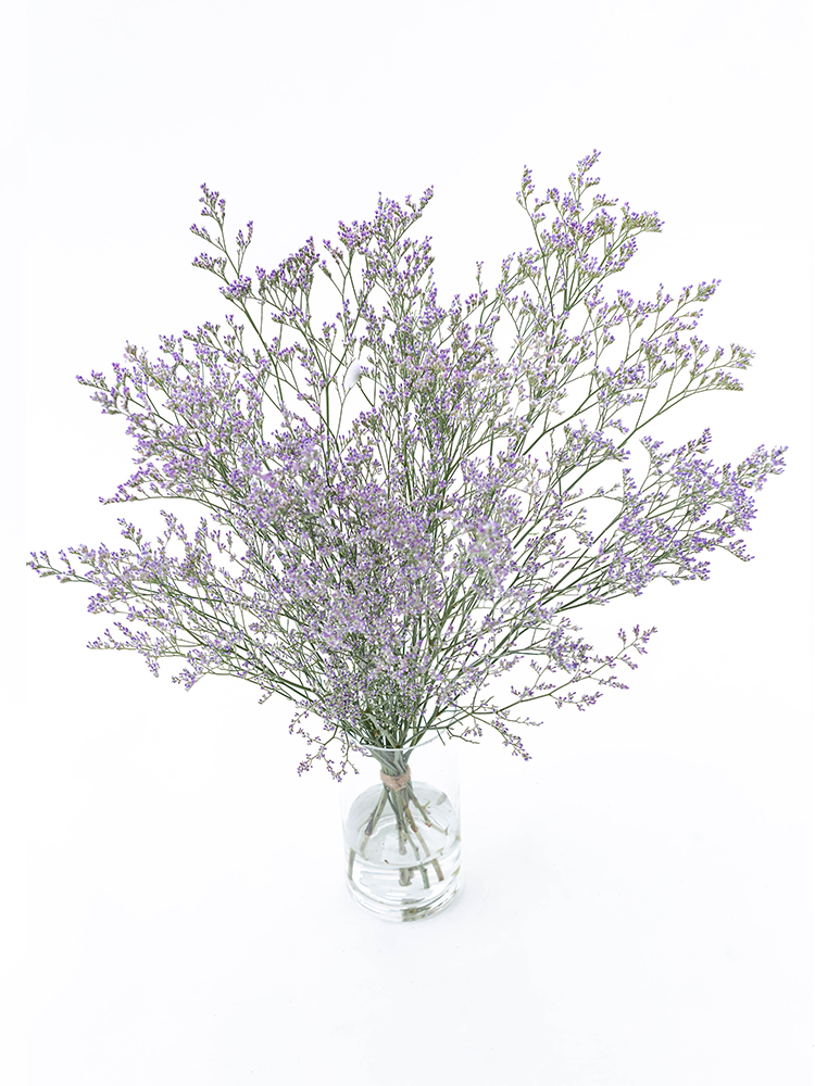 【生花】スターチス(ハイブリッド) ムーンライトの全体写真のアップ